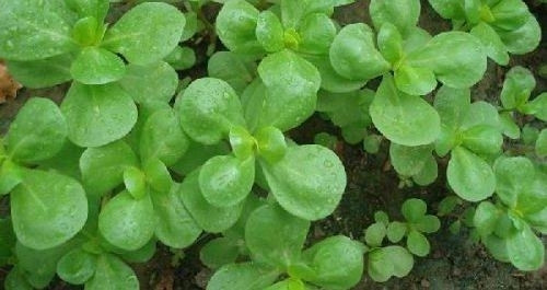 Yorgunluk, halsizlik ve depresyona iyi geliyor
