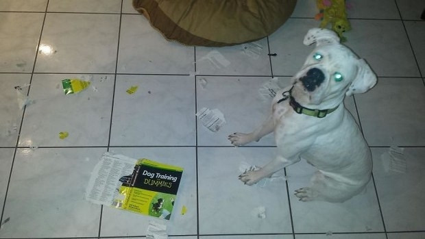 Hayvanları evde tek bırakmamanızı sağlayacak 27 kanıt