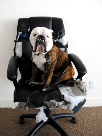 Hayvanları evde tek bırakmamanızı sağlayacak 27 kanıt