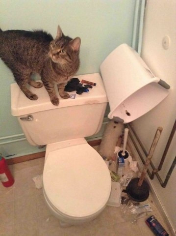 Hayvanları evde tek bırakmamanızı sağlayacak 27 kanıt