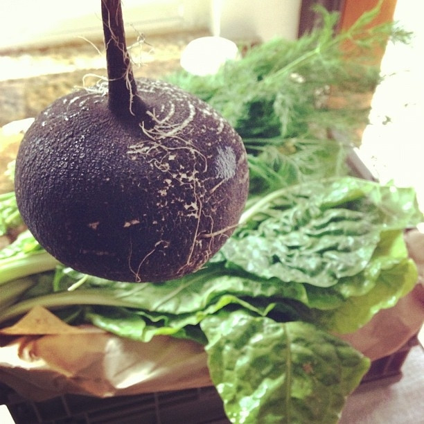 Siyah turp ve bronşite etkisi Siyah turp ve bronşite etkisi