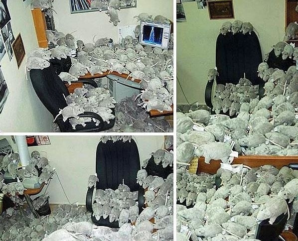 Farelerden korkan bir arkadaşınızı odasını farelerle doldurabilirsiniz elbette...