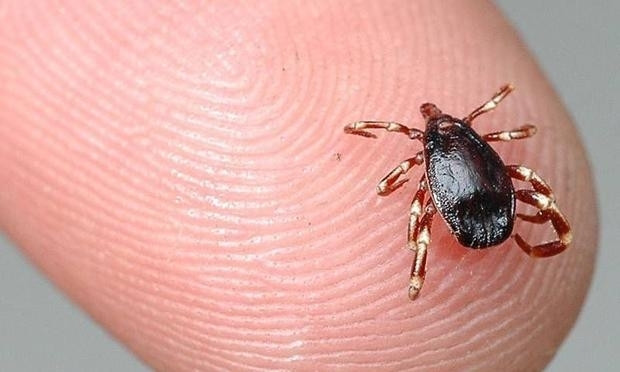 Kum havuzlarında tuvaletten 2 bin kat fazla bakteri var