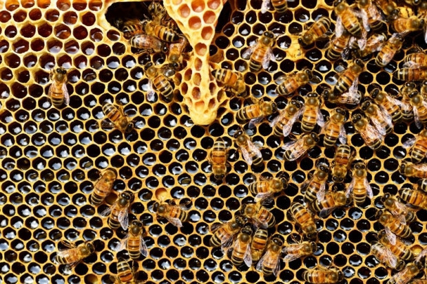 Virüsleri yok ediyor Arıdan gelen mucize: Propolis