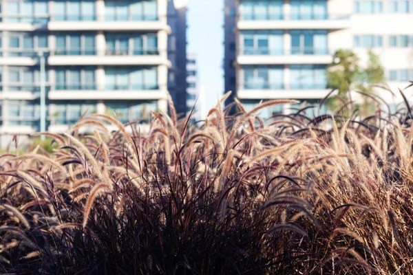 19 başak bereket ritüeli 19 başak bereket ritüeli