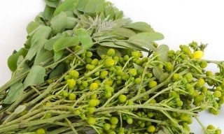 Sinameki yaprakları