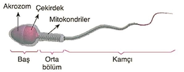 Hormonlarda yetersizlik varsa