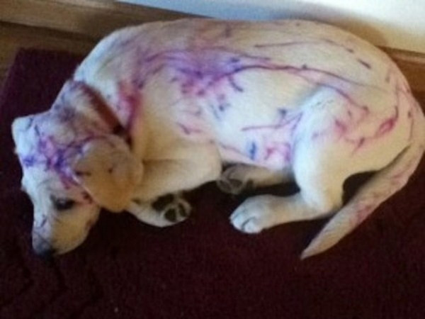 Yaramazlıkta sınır tanımayan 20 afacan