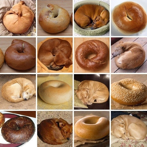 Köpeklerin inanılmaz benzerlik gösterdiği 9 şey