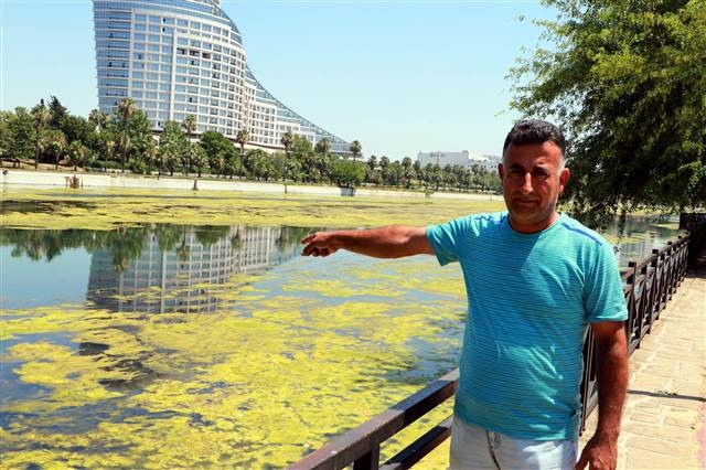 Seyhan Nehri yosunlar nedeniyle yeşile büründü