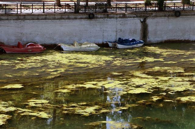 Seyhan Nehri yosunlar nedeniyle yeşile büründü