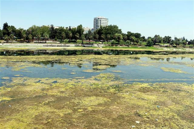 Seyhan Nehri yosunlar nedeniyle yeşile büründü