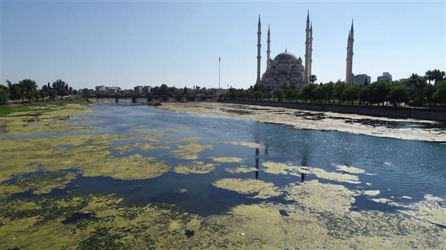 Seyhan Nehri yosunlar nedeniyle yeşile büründü