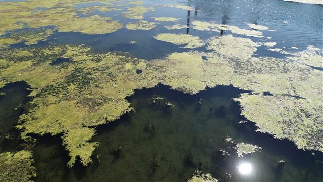 Seyhan Nehri yosunlar nedeniyle yeşile büründü