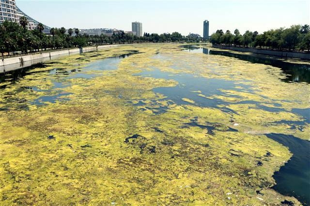 Seyhan Nehri yosunlar nedeniyle yeşile büründü
