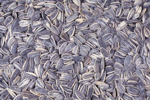 Ayçekirdeği