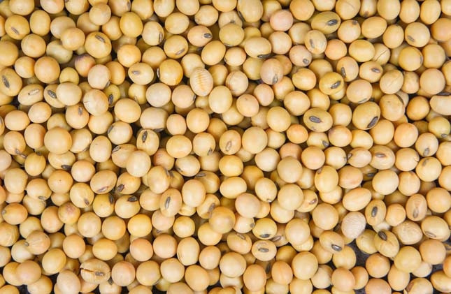 Soya fasulyesi