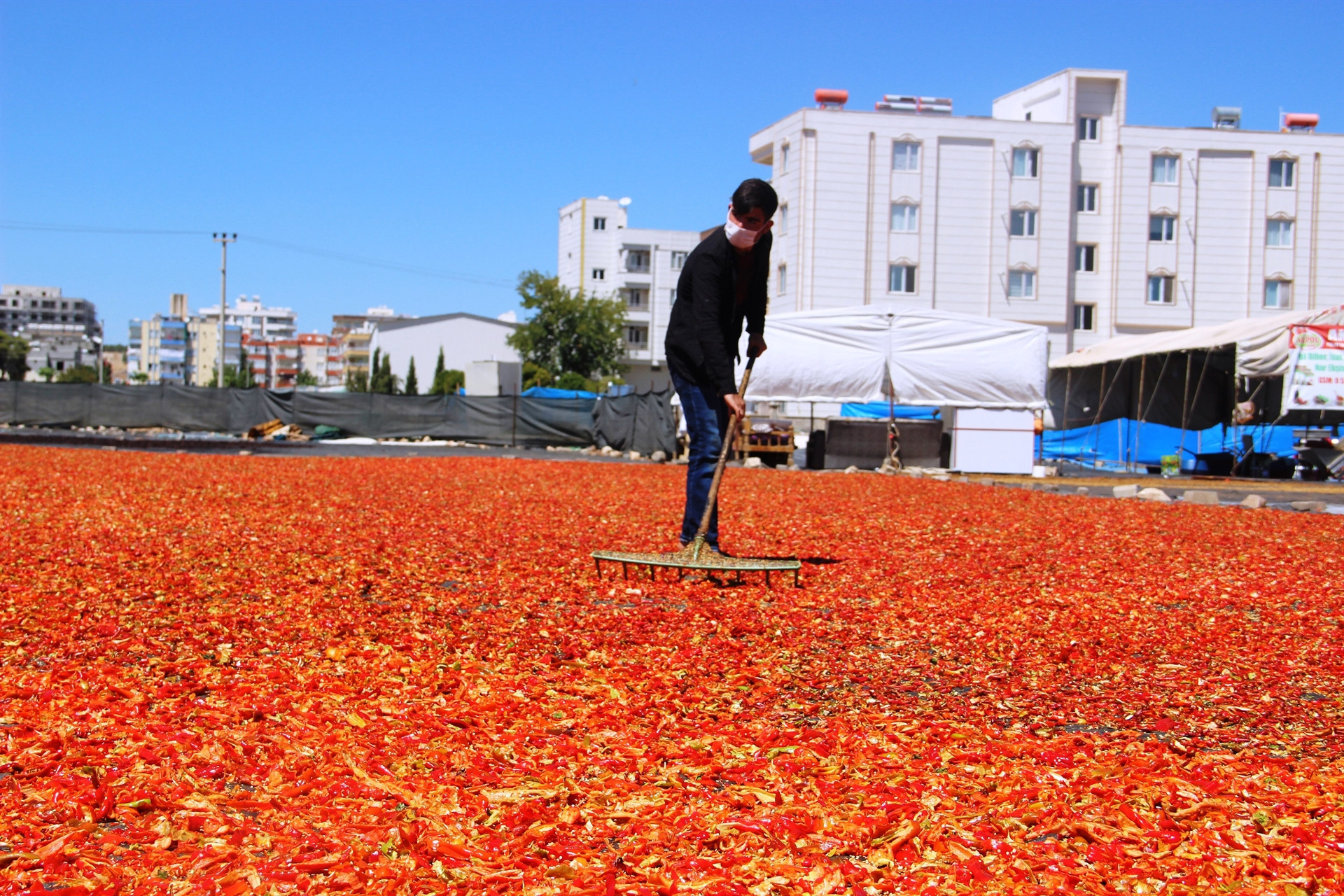 Mutfakların sevilen acısı isotun tarladan sofraya yolculuğu