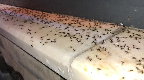 Karsı karasinekler bastı, esnaf ne yapacağını şaşırdı