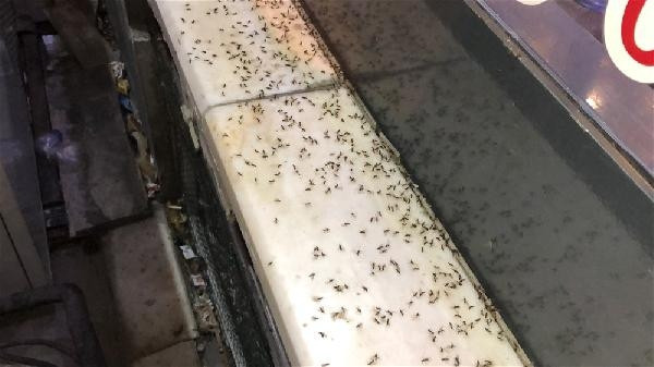 Karsı karasinekler bastı, esnaf ne yapacağını şaşırdı
