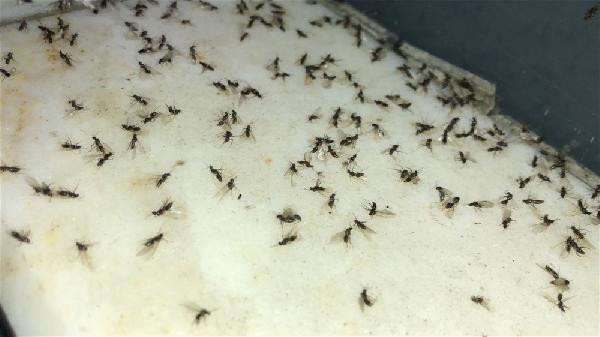 Karsı karasinekler bastı, esnaf ne yapacağını şaşırdı
