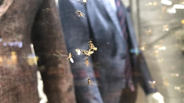 Karsı karasinekler bastı, esnaf ne yapacağını şaşırdı