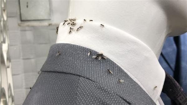 Karsı karasinekler bastı, esnaf ne yapacağını şaşırdı