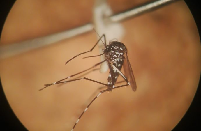 Asya Kaplan Sivrisineği nerelerde görüldü Asya kaplan sivrisineği ısırığının neden olduğu hastalıklar