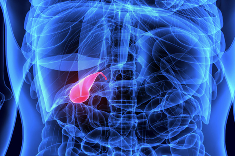 Safra kesesi yiyeceklerin sindirilmesi ve vitamin sentezine yardım ediyor