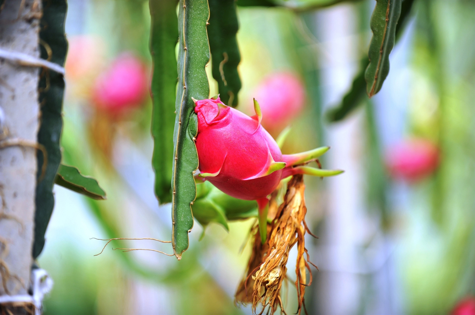 Marmara ejder meyvesinin üretim üssü olacak