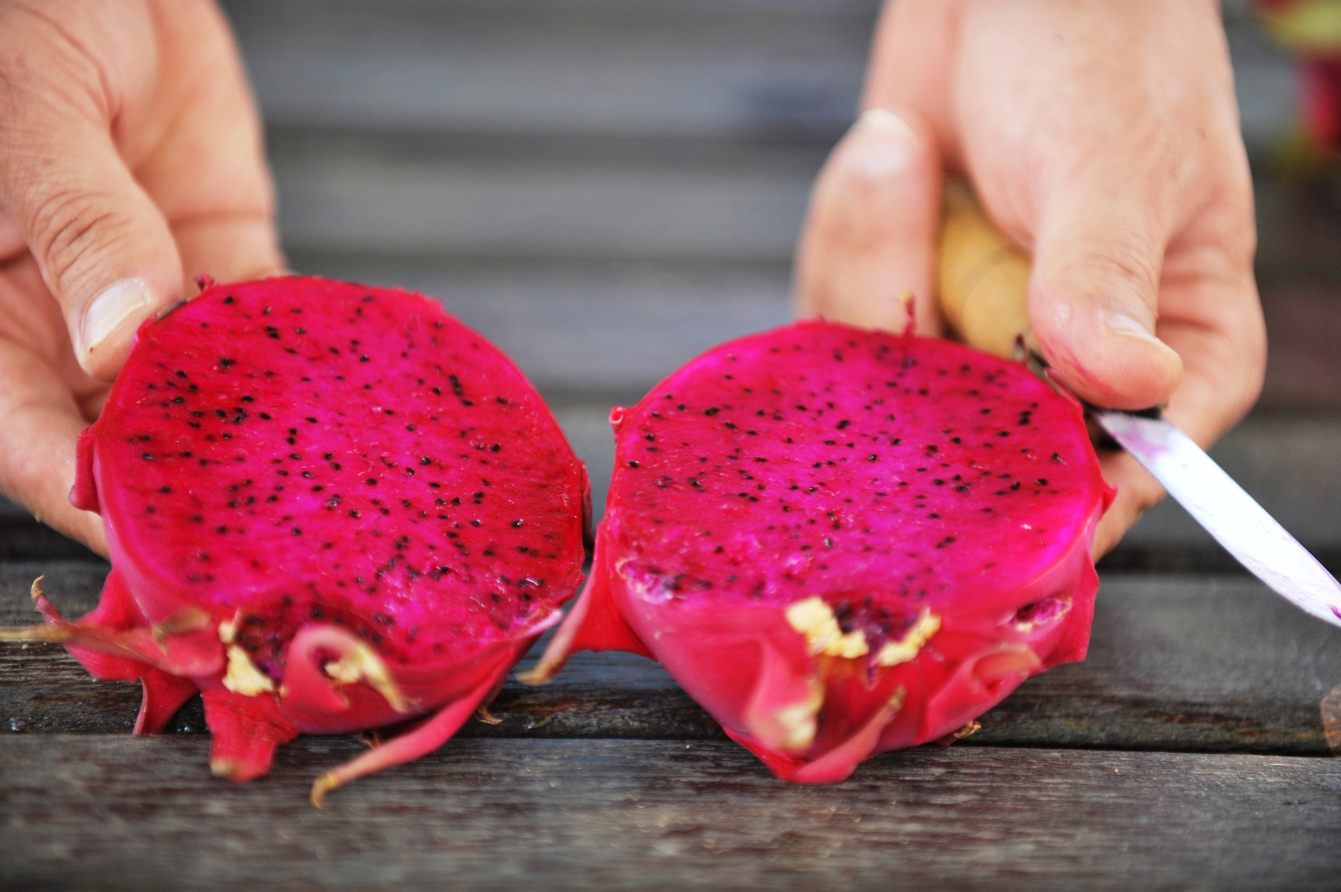 Marmara ejder meyvesinin üretim üssü olacak