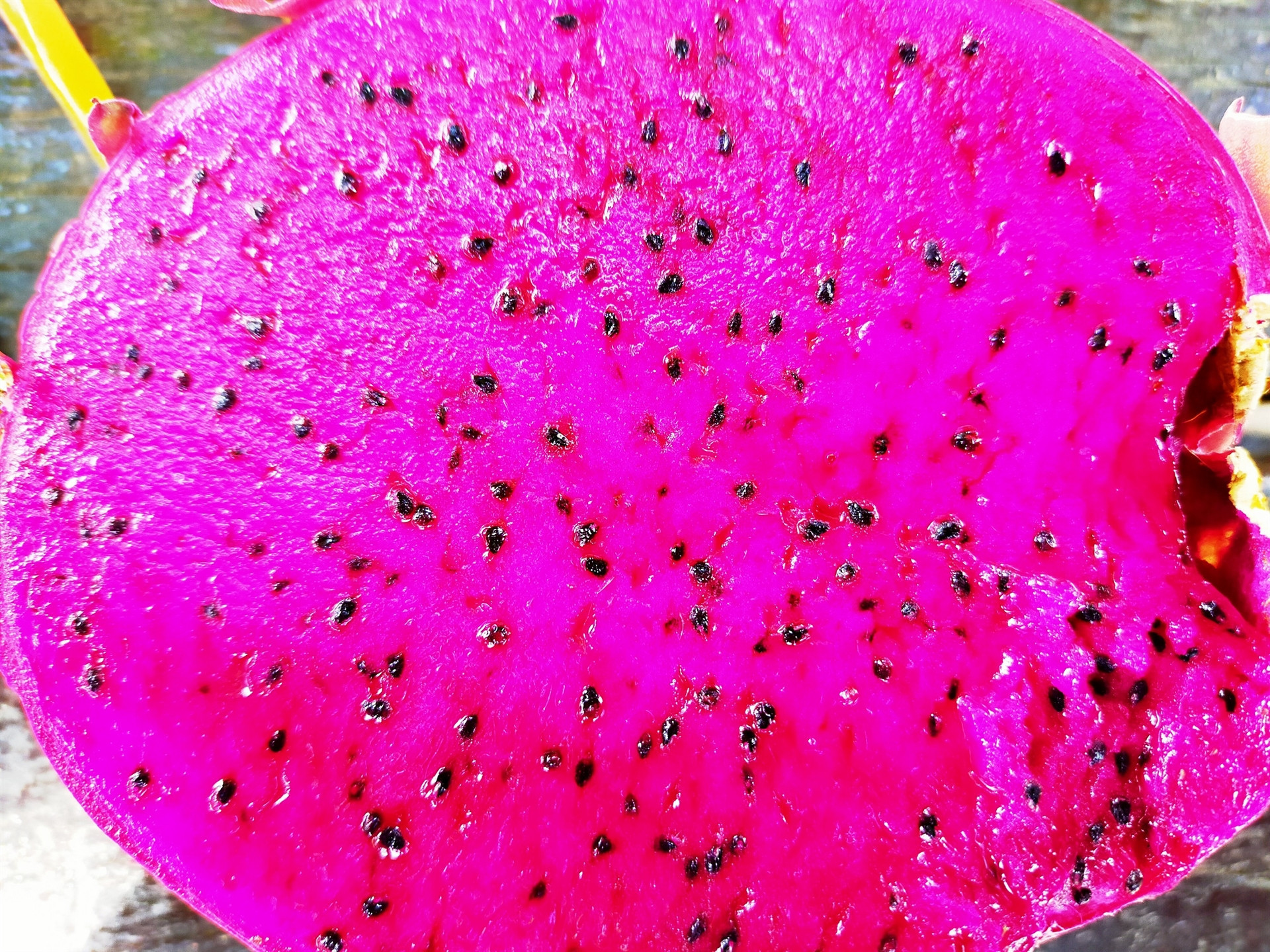 Marmara ejder meyvesinin üretim üssü olacak