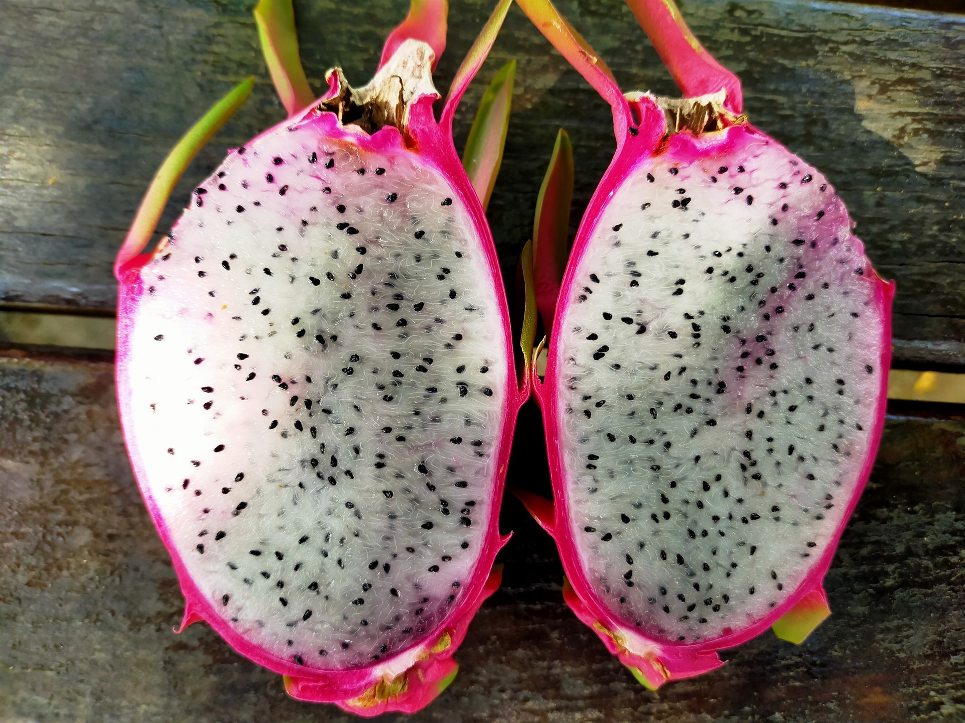 Marmara ejder meyvesinin üretim üssü olacak