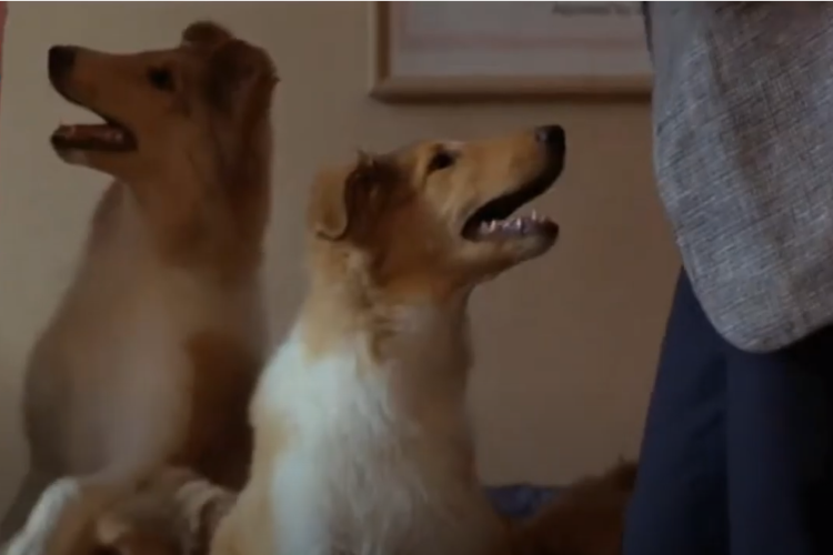 Dikkat Köpek Var Dikkat Köpek Var