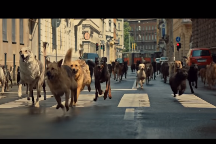 Beyaz Tanrı Beyaz Tanrı