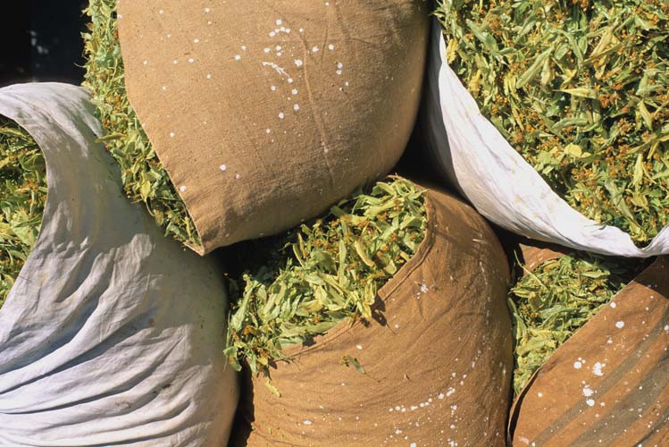 YÜZE MASKE OLARAK DA KULLANILABİLİR YÜZE MASKE OLARAK DA KULLANILABİLİR