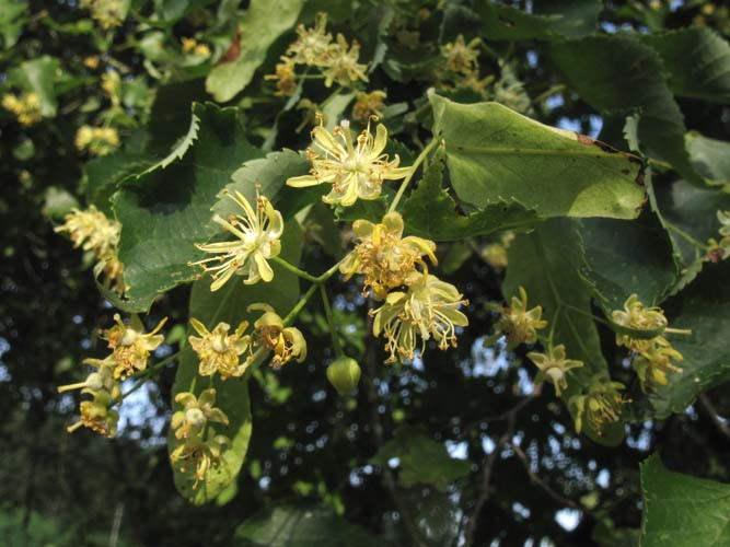 TANSİYONU DÜŞÜK OLANLAR DİKKAT TANSİYONU DÜŞÜK OLANLAR DİKKAT