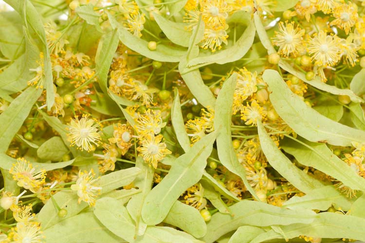 Kış Aylarının Gözdesi: Ihlamur Nasıl Tüketilmeli Kış Aylarının Gözdesi: Ihlamur Nasıl Tüketilmeli