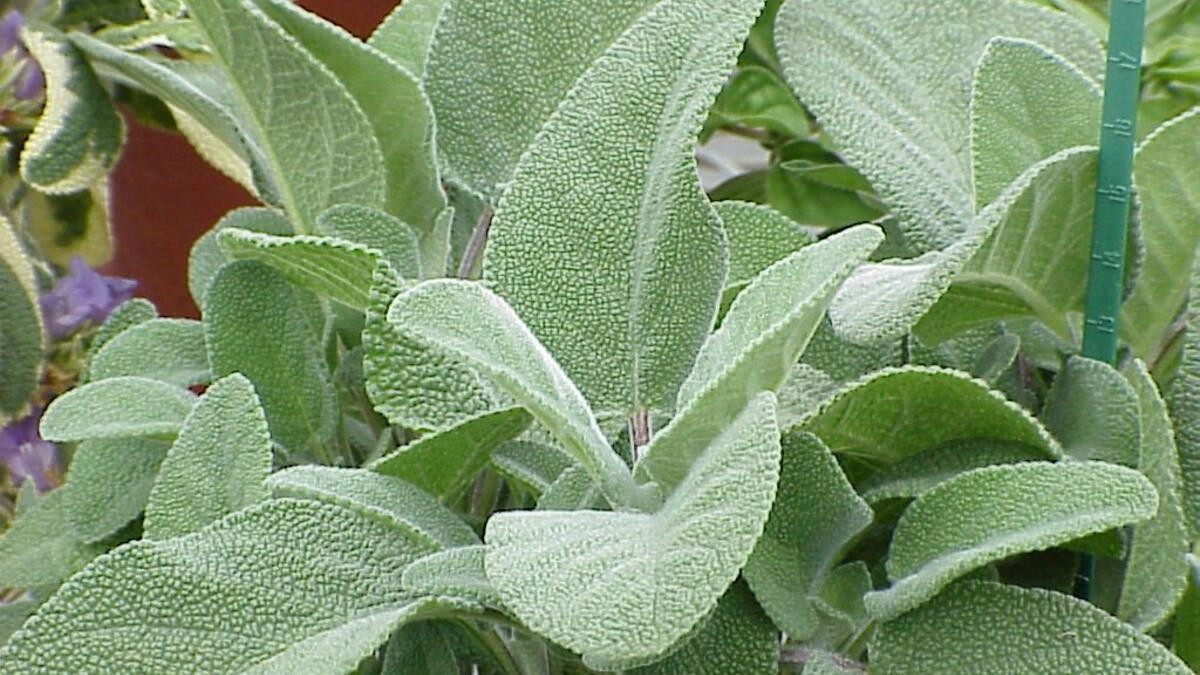 ADAÇAYININ FAYDALARI