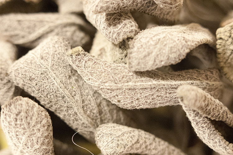 Kış hastalıklarından korunmanın ilacı adaçayı ve ekinezya