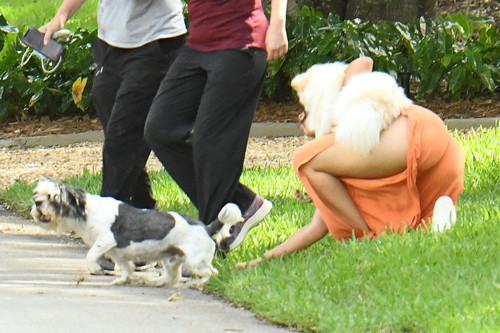 Bütün köpekleri sevdi Bütün köpekleri sevdi