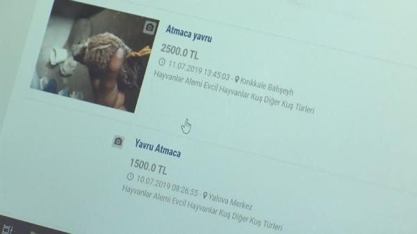 Yaban hayvanlarını satıp, otobüsle Türkiyenin her yerine yolluyorlar