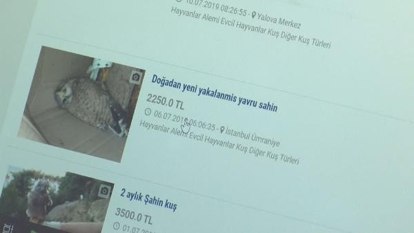 Yaban hayvanlarını satıp, otobüsle Türkiyenin her yerine yolluyorlar