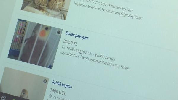 Yaban hayvanlarını satıp, otobüsle Türkiyenin her yerine yolluyorlar