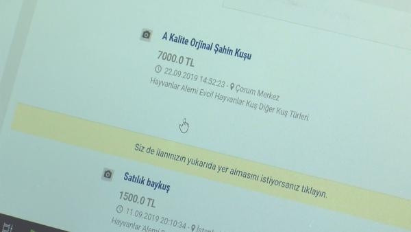 Yaban hayvanlarını satıp, otobüsle Türkiyenin her yerine yolluyorlar