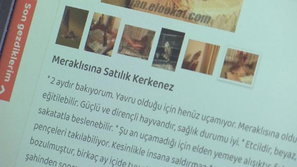 Yaban hayvanlarını satıp, otobüsle Türkiyenin her yerine yolluyorlar