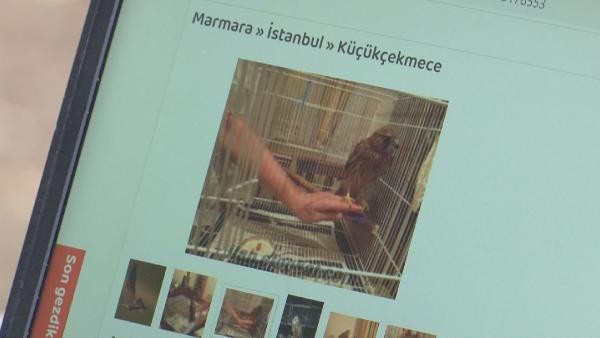 Yaban hayvanlarını satıp, otobüsle Türkiyenin her yerine yolluyorlar