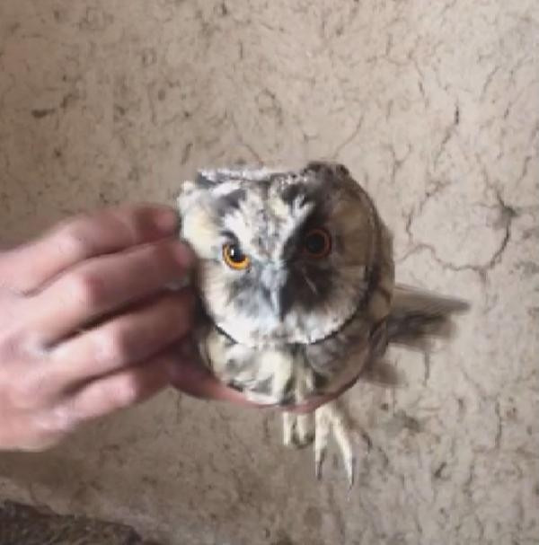 Yaban hayvanlarını satıp, otobüsle Türkiyenin her yerine yolluyorlar