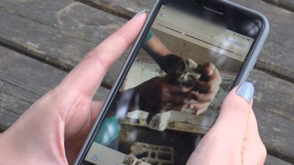 Yaban hayvanlarını satıp, otobüsle Türkiyenin her yerine yolluyorlar
