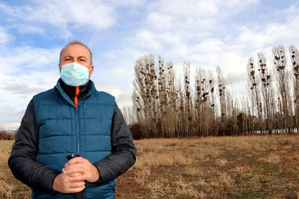 Profesörden karga istilası açıklaması: Güvenlik için kavak ağacına gelirler